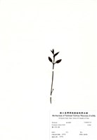 藏品(大葉桉)的圖片